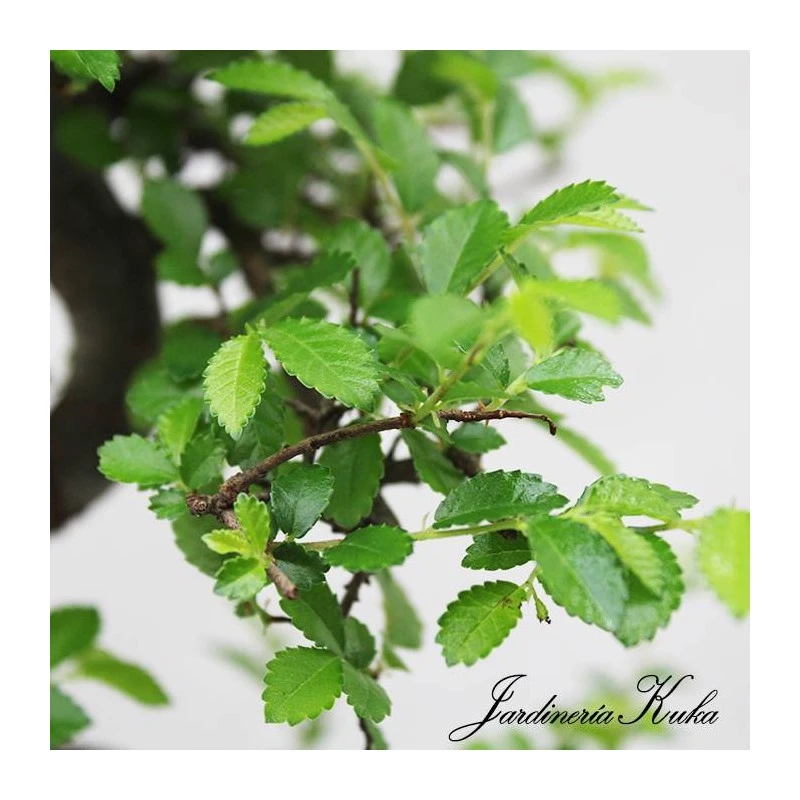 Bonsái Zelkova Sp. 4 Bonsái Zelkova Sp. - Imagen 4