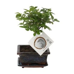 Bonsái Zelkova Sp. 9 Bonsái Zelkova Sp. -Tienda de Bonsáis Hechos a Mano bonsai zelkova sp 4