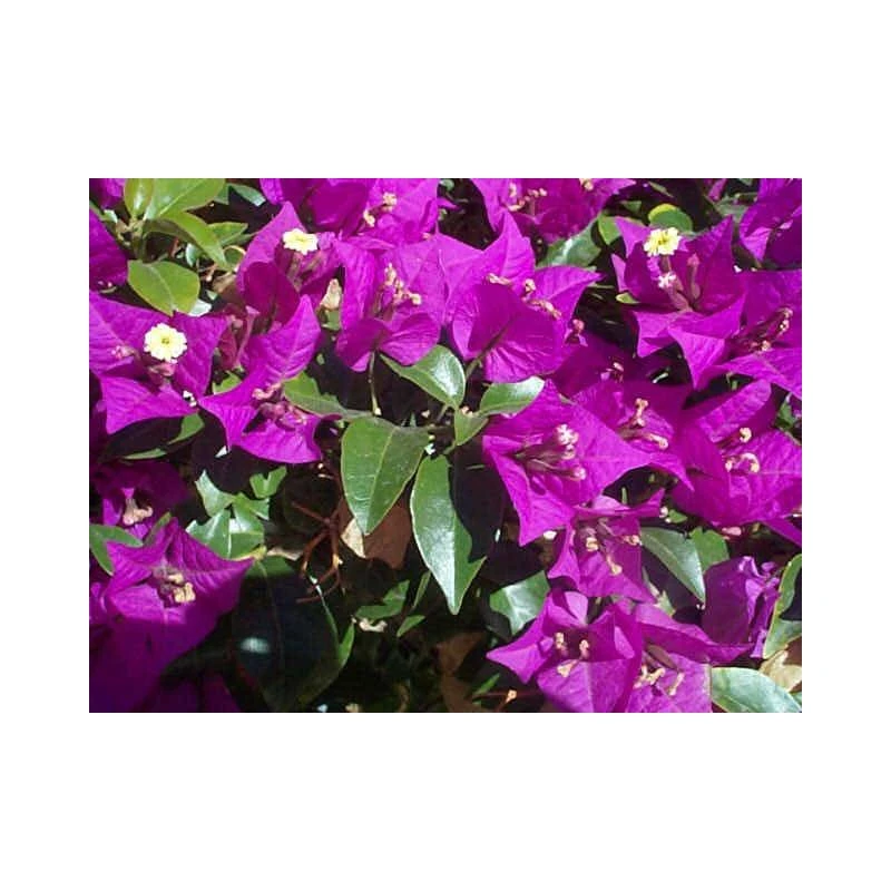 Bougainvillea Glaba Sanderiana 1 Bougainvillea Glaba Sanderiana