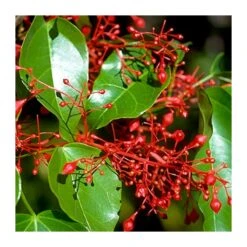 Brachychiton Acerifolius -Tienda de Bonsáis Hechos a Mano brachychiton acerifolius 2