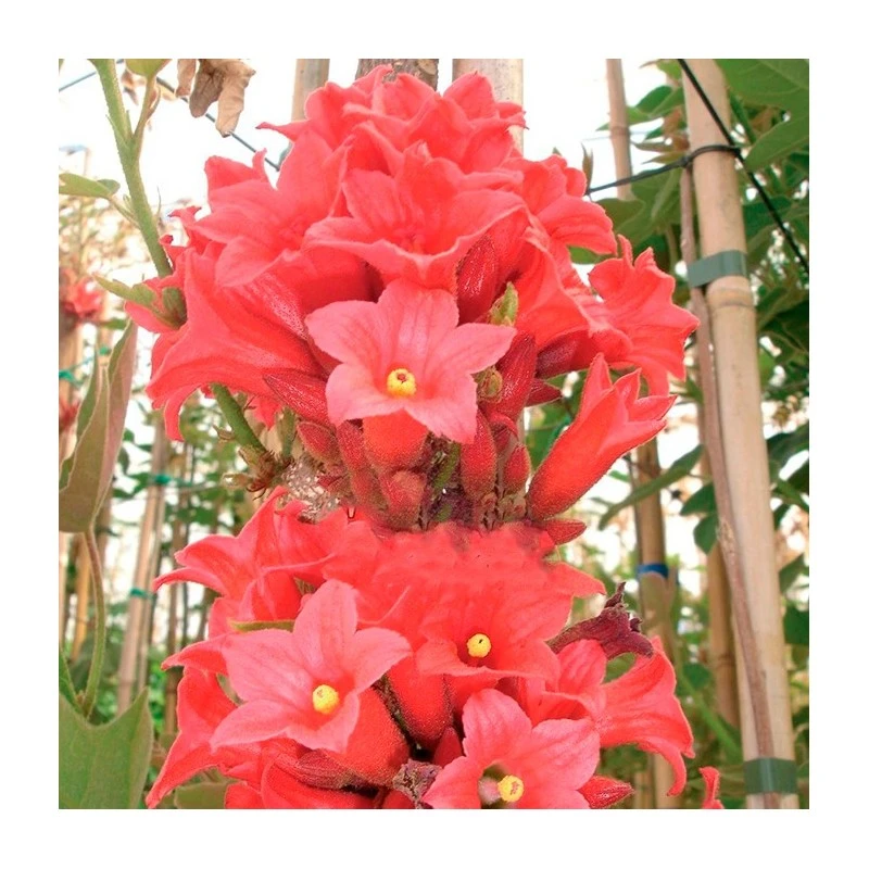 Brachychiton Bidwillii. Ejemplar 1 Brachychiton Bidwillii. Ejemplar