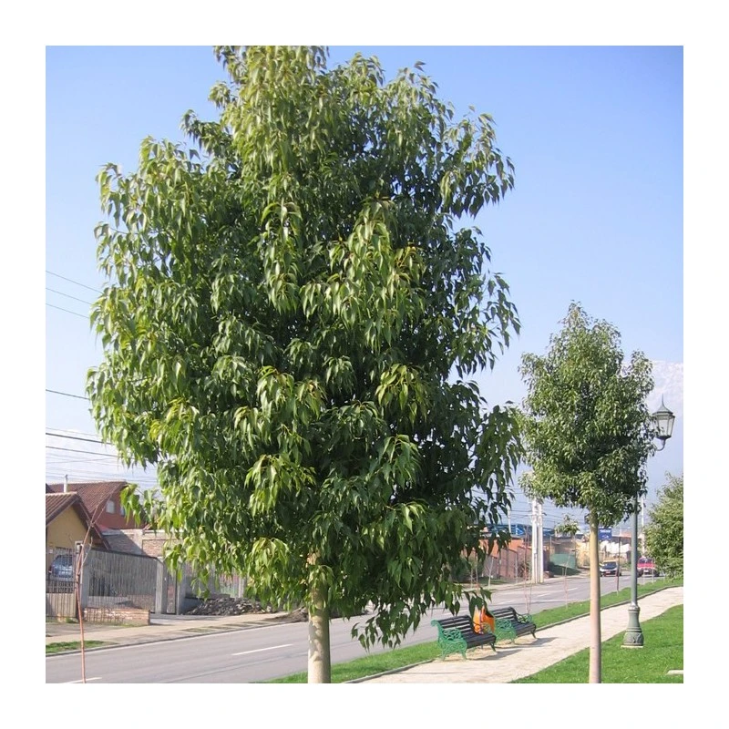 Brachychiton Discolor. Ejemplar 1 Brachychiton Discolor. Ejemplar