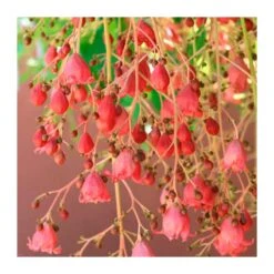 Brachychiton Jerilderie EJEMPLAR