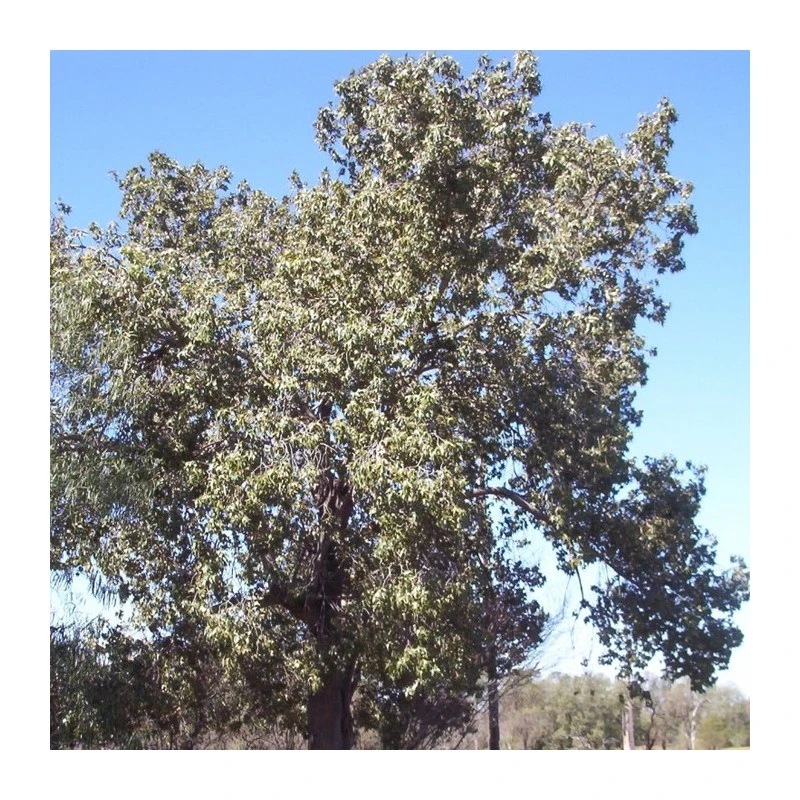 Brachychiton Populneus 1 Brachychiton Populneus