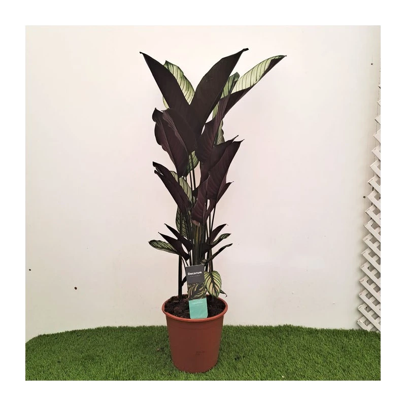 Calathea Majestica Whitestar 1 Calathea Majestica Whitestar