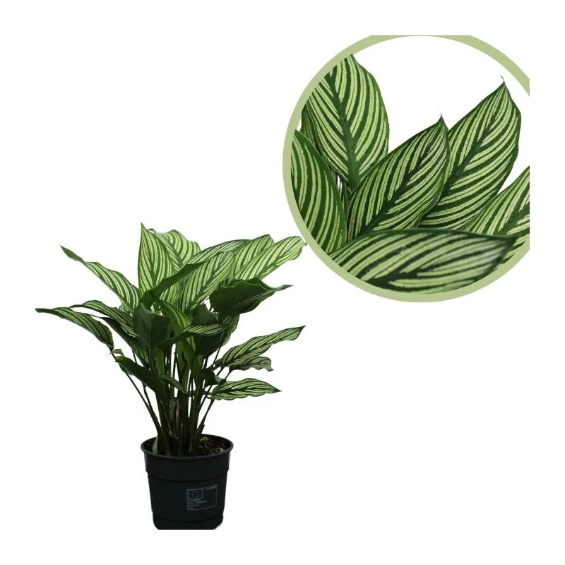 Calathea Vittata 1 Calathea Vittata