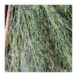 Casuarina Equisetifolia -Tienda de Bonsáis Hechos a Mano casuarina equisetifolia 2