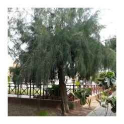 Casuarina Equisetifolia -Tienda de Bonsáis Hechos a Mano casuarina equisetifolia 3