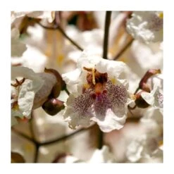 Catalpa Erubencens Purpurea -Tienda de Bonsáis Hechos a Mano catalpa erubencens purpurea 2