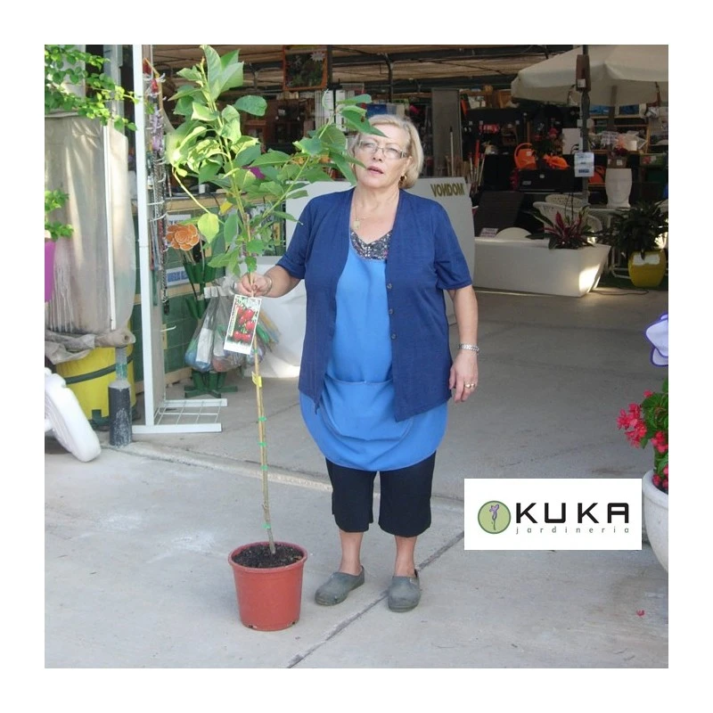 Cerezo Bing 2 Cerezo Bing - Imagen 2