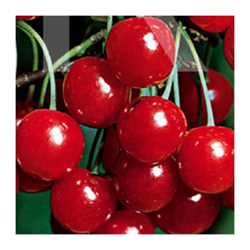 Cerezo Bing 1 Cerezo Bing