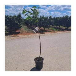 Cerezo Mallorquina -Tienda de Bonsáis Hechos a Mano cerezo mallorquina 4