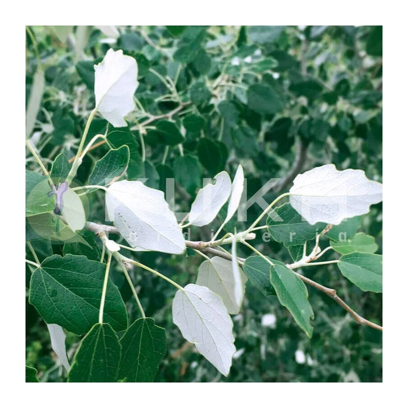 Chopo Alba 1 Chopo Alba