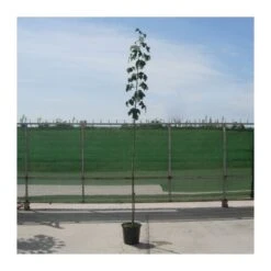 Tienda de Bonsáis Hechos a Mano -Tienda de Bonsáis Hechos a Mano chopo boleana 1