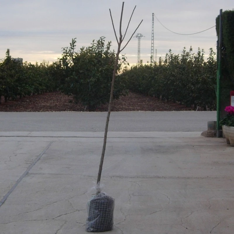 Ciruelo Black Beaty 1 Ciruelo Black Beaty