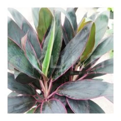 Tienda de Bonsáis Hechos a Mano -Tienda de Bonsáis Hechos a Mano cordelyne fructicosa rumba 1