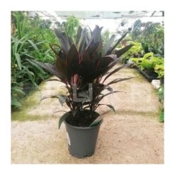 Tienda de Bonsáis Hechos a Mano 31 Cordelyne Fructicosa Rumba