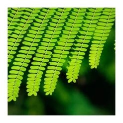 Delonix Regia. Ejemplar -Tienda de Bonsáis Hechos a Mano delonix regia ejemplar 2