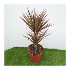 Dracaena Marginata Rainbow