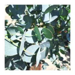 Eucalyptus Gunni Copa