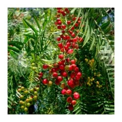 Tienda de Bonsáis Hechos a Mano -Tienda de Bonsáis Hechos a Mano falsa pimienta 1