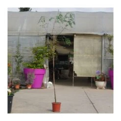 Tienda de Bonsáis Hechos a Mano 9 Falsa Pimienta