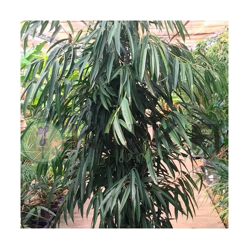 Ficus Alii Ejemplar 2 Ficus Alii Ejemplar - Imagen 2