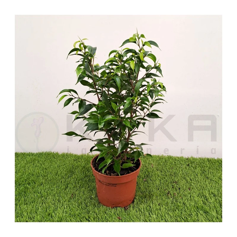 Ficus Benjamina Natasja 2 Ficus Benjamina Natasja - Imagen 2