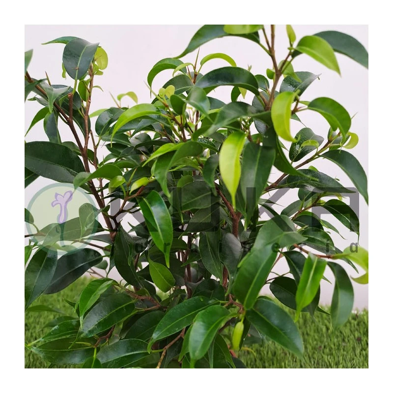 Ficus Benjamina Natasja 1 Ficus Benjamina Natasja