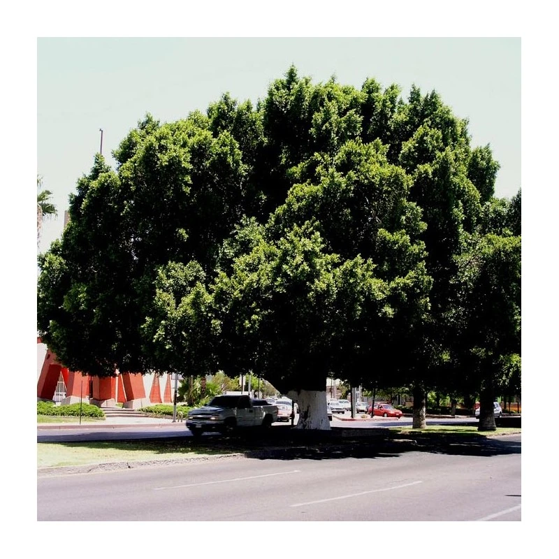 Ficus Retusa Nítida Ejemplar 1 Ficus Retusa Nítida Ejemplar