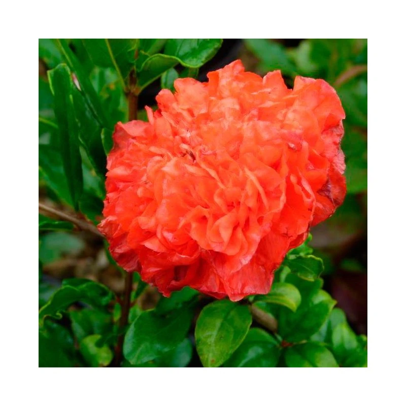 Granado De Flor Maxima Rubra 1 Granado De Flor Maxima Rubra