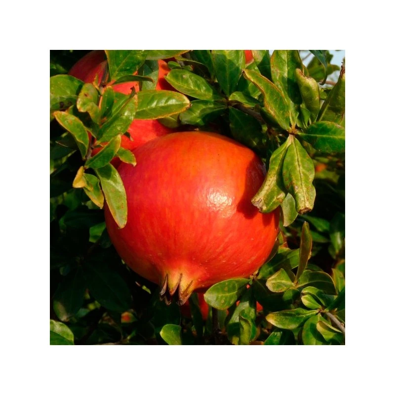 Granado Mollar 1 Granado Mollar