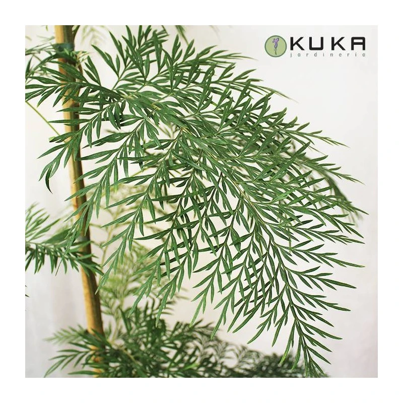 Grevillea Robusta EJEMPLAR 2 Grevillea Robusta EJEMPLAR - Imagen 2