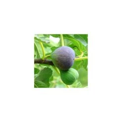 Higuera Breva Negra EJEMPLAR -Tienda de Bonsáis Hechos a Mano higuera breva 2