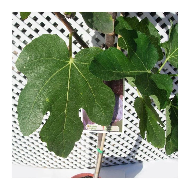 Higuera Violette De Solies 1 Higuera Violette De Solies