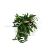 Hoya Carnosa Gracilis