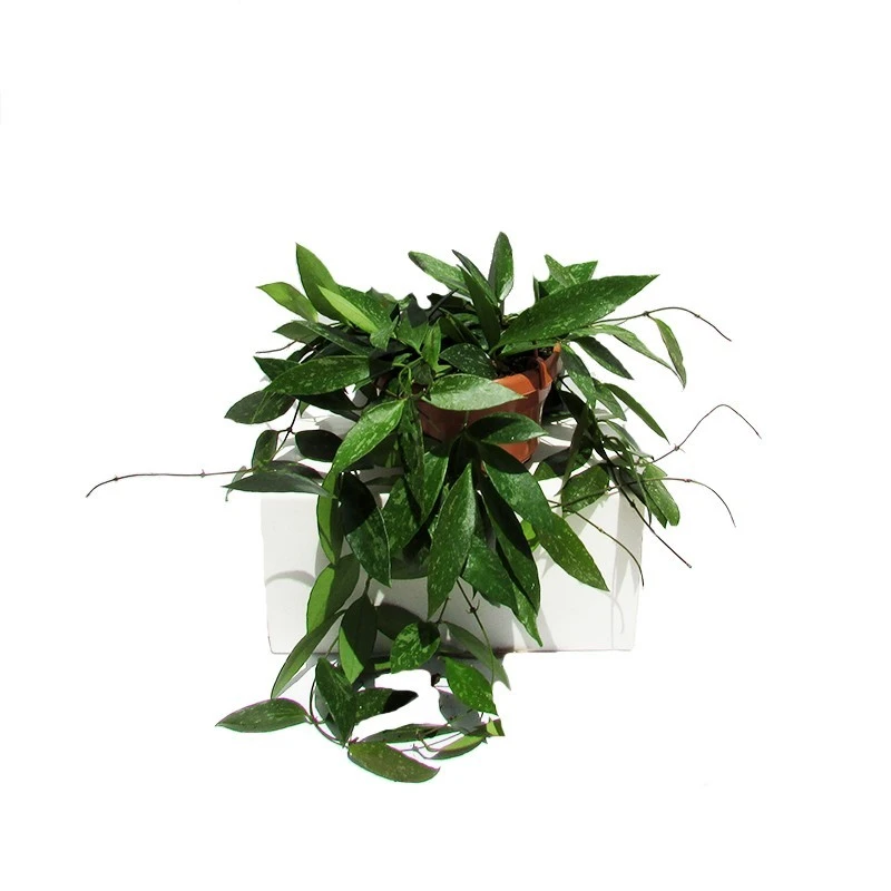 Hoya Carnosa Gracilis 1 Hoya Carnosa Gracilis