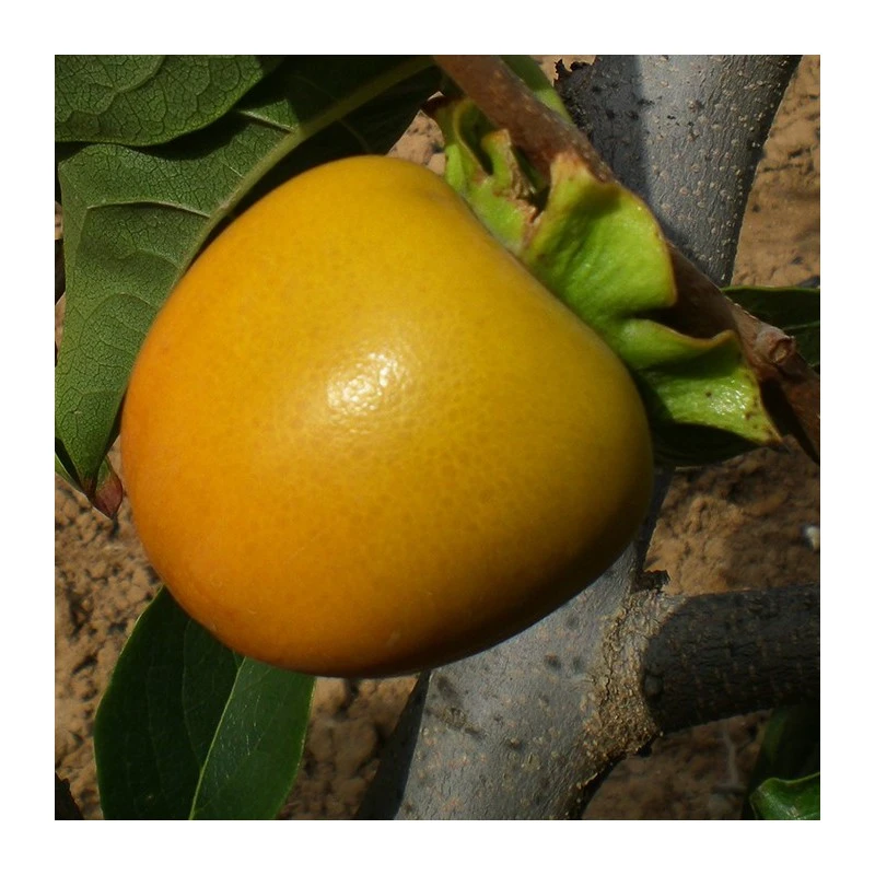 Kaki Tomatero 1 Kaki Tomatero