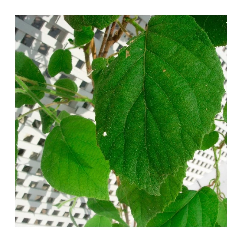 Kiwi Jenny Autofertil 2 Kiwi Jenny Autofertil - Imagen 2