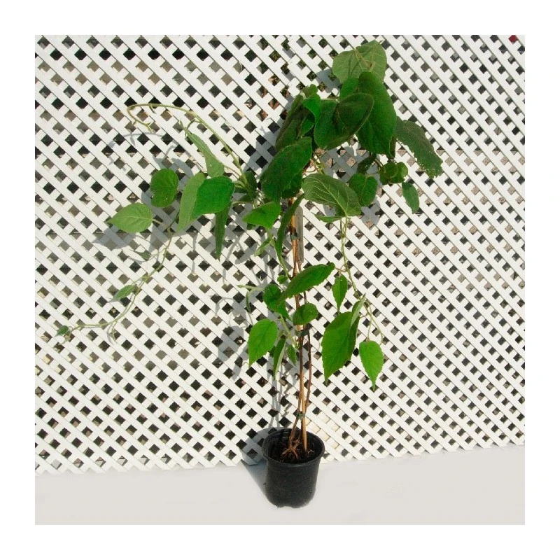 Kiwi Jenny Autofertil 1 Kiwi Jenny Autofertil