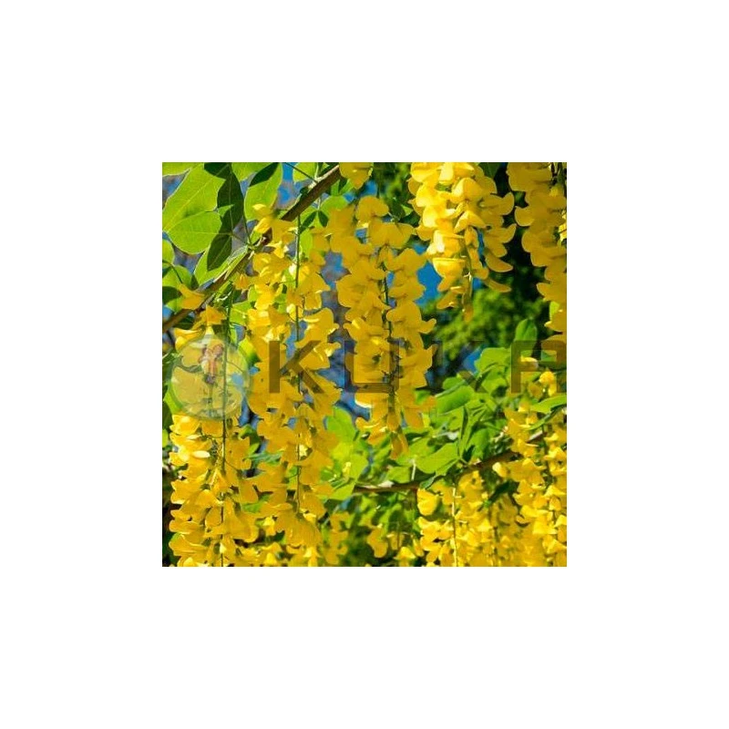 Laburnum Anagiroides 1 Laburnum Anagiroides