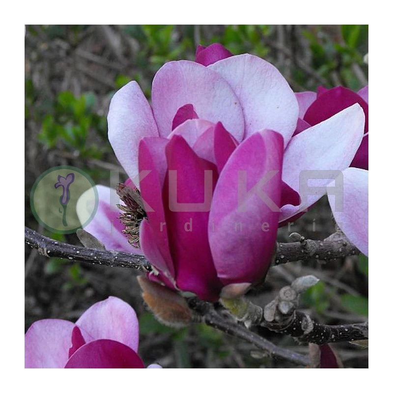 Magnolia Cameo 1 Magnolia Cameo