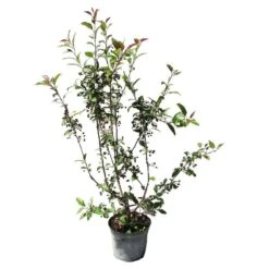 Tienda de Bonsáis Hechos a Mano 13 Malus Prairiefire