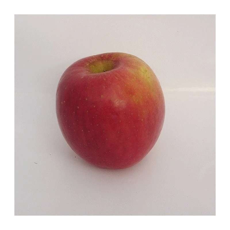 Manzano Red Fuji 2 Manzano Red Fuji - Imagen 2