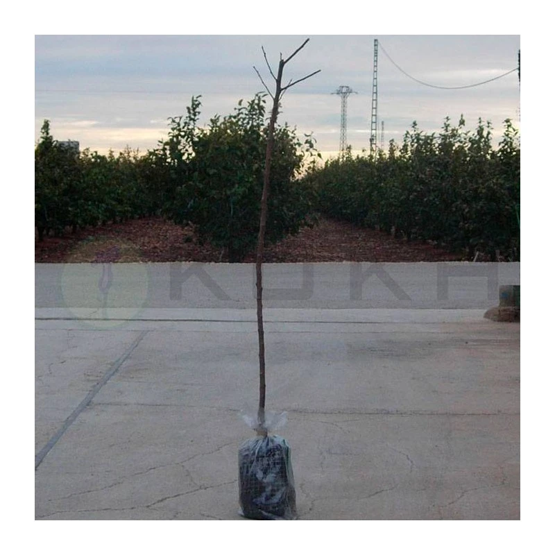 Melocotón Nectarina Fantasia 1 Melocotón Nectarina Fantasia