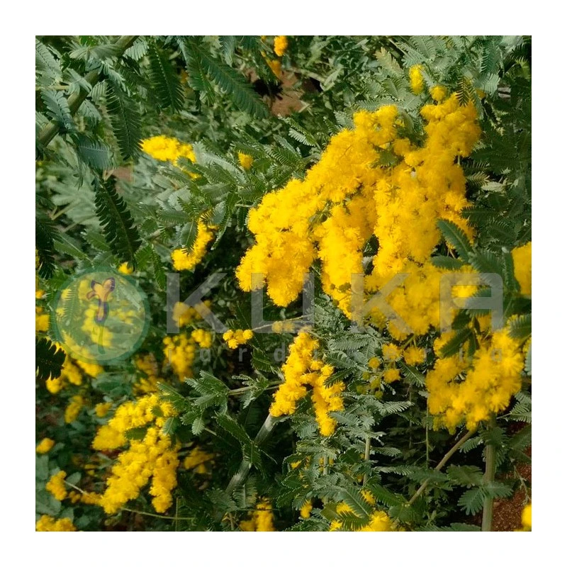 Mimosa Bayleyana 2 Mimosa Bayleyana - Imagen 2