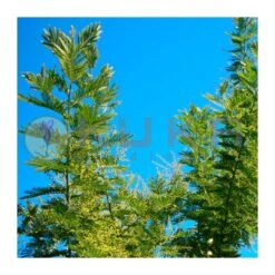 Tienda de Bonsáis Hechos a Mano 5 Mimosa Bayleyana