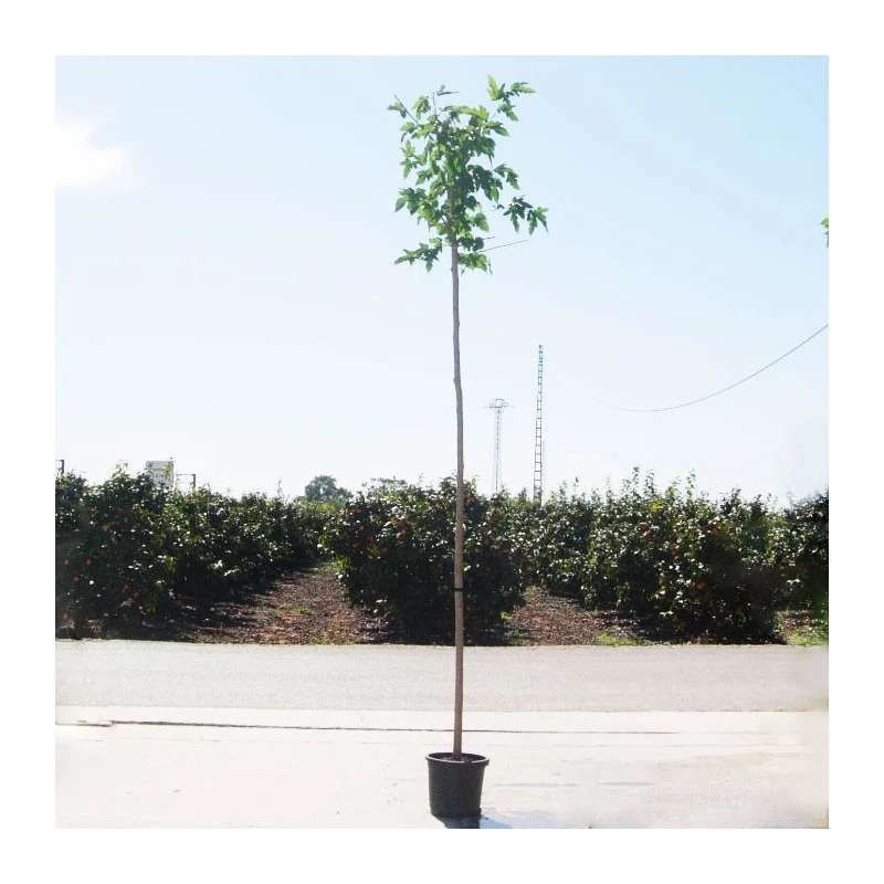 Morera Fruitless 2 Morera Fruitless - Imagen 2