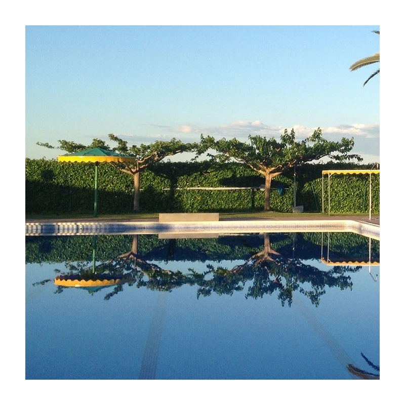 Morera Fruitless 3 Morera Fruitless - Imagen 3