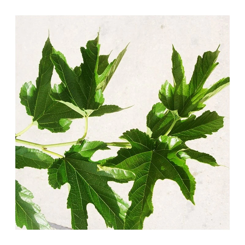 Morera Fruitless 1 Morera Fruitless